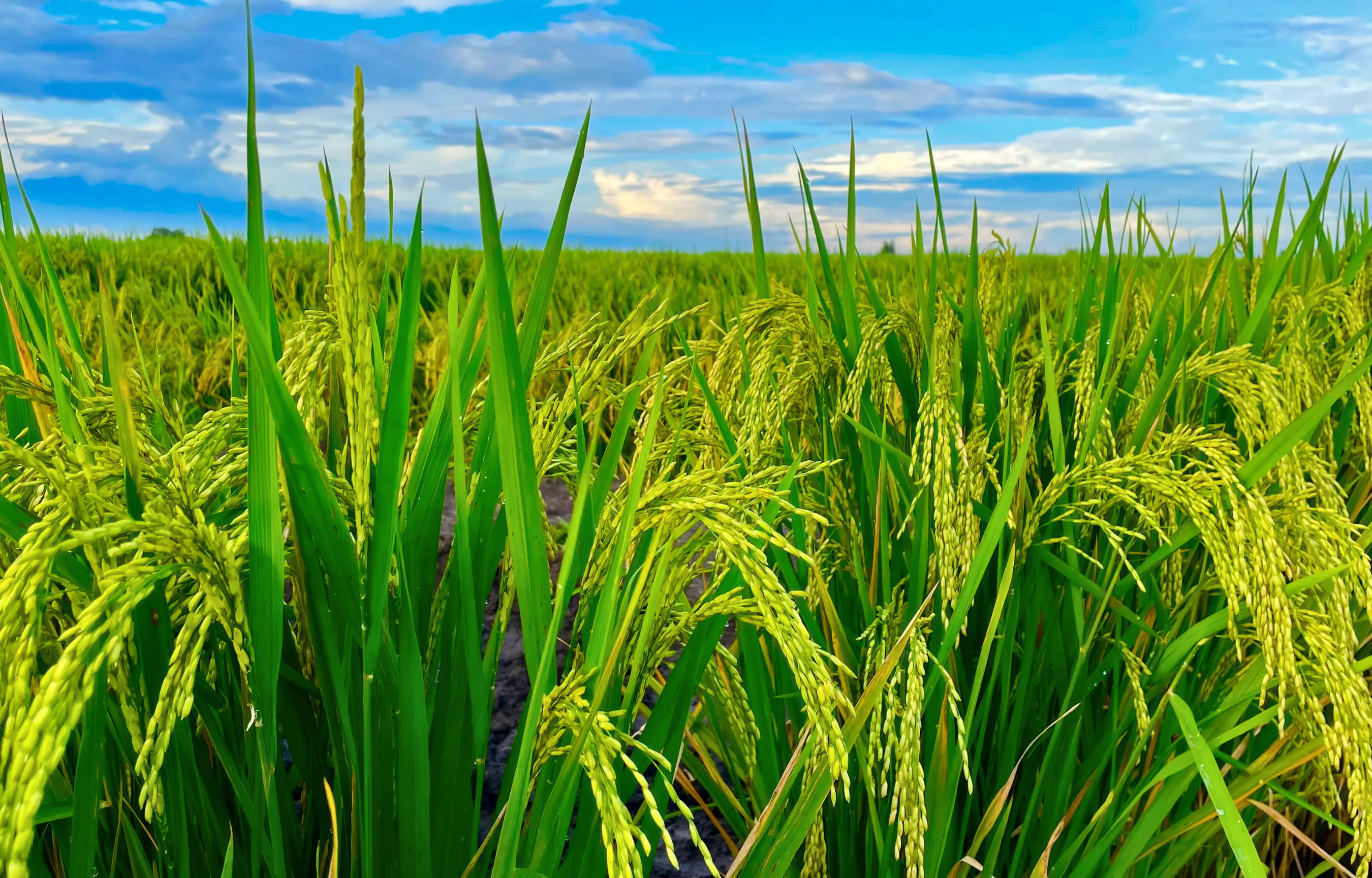 OPEN PRE ORDER ARUNY HOMEDRESS